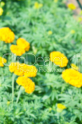 Yellow Flower isolate green leaf background create  background