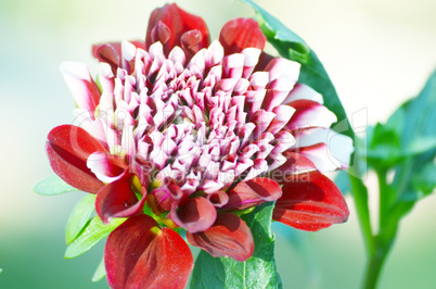 Red color Dahlia flower