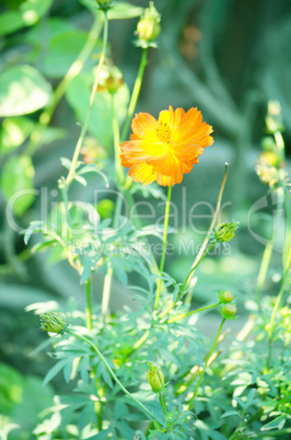 Yellow color flower isolate green leaf background