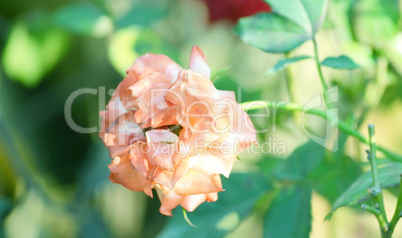 Yellow color rose flower