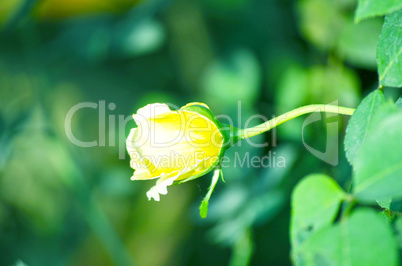 Yellow color rose flower
