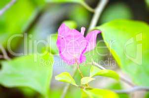 Pink color flower isolate green leaf background