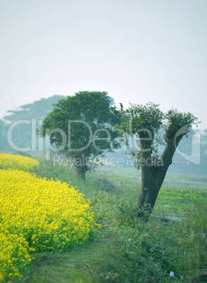 Natural village field