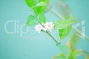 White color flower isolate green leaf background