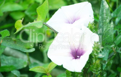 White color flower isolate green leaf background