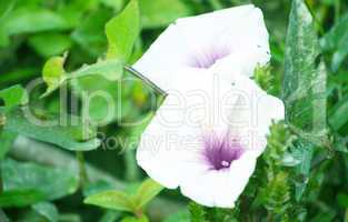 White color flower isolate green leaf background