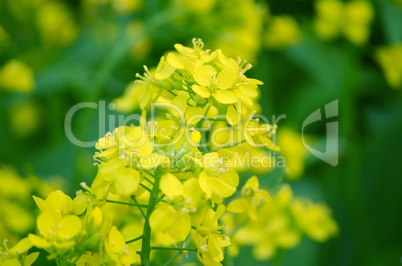 Yellow color flower isolate green leaf background Yellow color flower isolate green leaf background