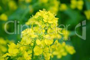 Yellow color flower isolate green leaf background
