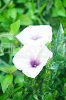 White color flower isolate green leaf background