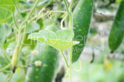 Natural green leaf vegetables and meadows lens blur background