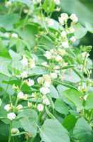 White color flower isolate green leaf background