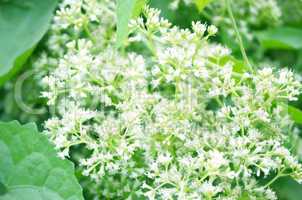 White color flower isolate green leaf background