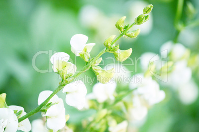 White color flower isolate green leaf background