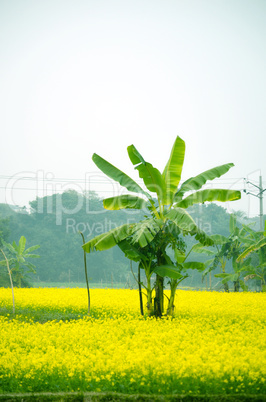 Green flower and banana tree in the field