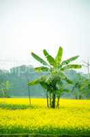 Green flower and banana tree in the field