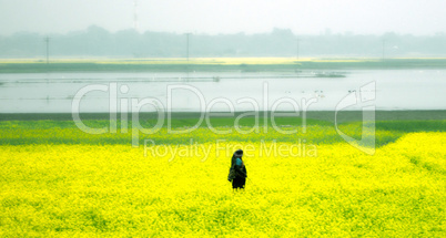 Yellow rapeseed field on a fog day