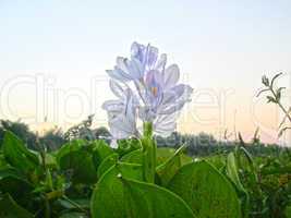 White color flower isolate green leaf background