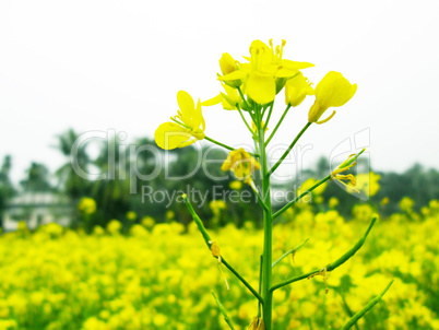 Yellow color flower isolate green leaf background