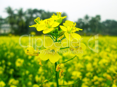 Yellow color flower isolate green leaf background