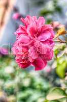 Pink Flowers Blossoming Tree Branch