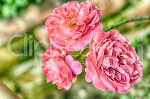 Pink Flowers Blossoming Tree Branch