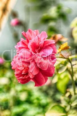 Pink Flowers Blossoming Tree Branch