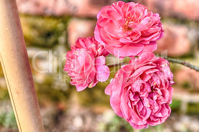 Pink Flowers Blossoming Tree Branch