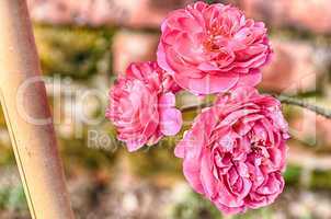 Pink Flowers Blossoming Tree Branch