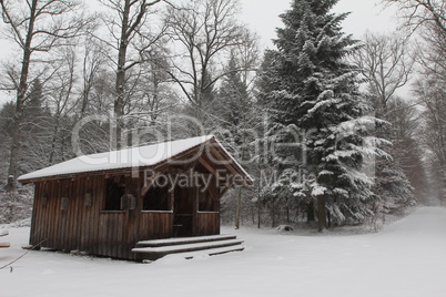 Winter Forest