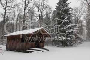 Winter Forest