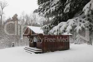 Winter Forest