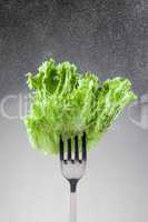 Green lettuce leaves on a fork