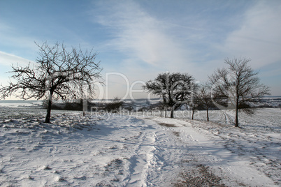 Winter landscape