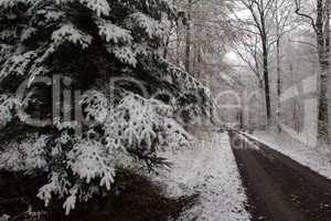 Winter landscape / The road in winter forest.