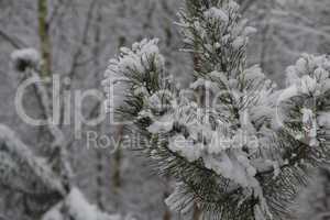 Winter forest