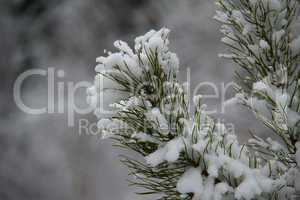 Winter forest