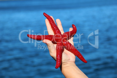 Starfish on the hand