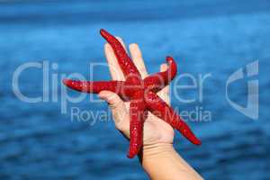Starfish on the hand