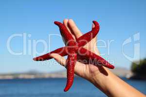 Starfish on the hand