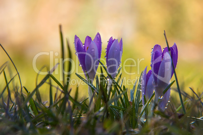 Crocuses