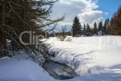 Winter forest