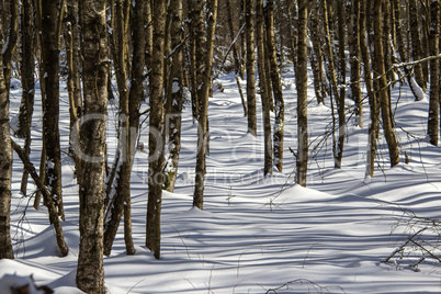 Winter Forest