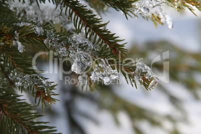 Winter Forest