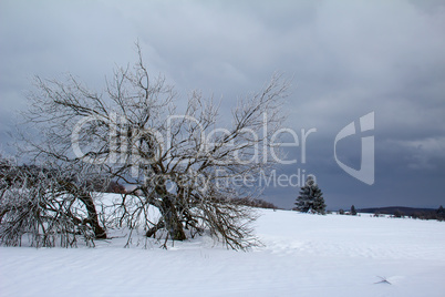 Winter landscape