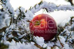 Beautiful apple in the snow