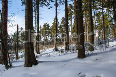 Winter Forest