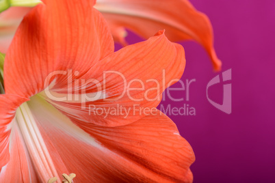 beautiful pink gladiolus, close up
