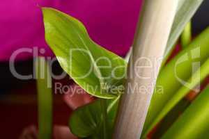 Fresh green leaf macro close up