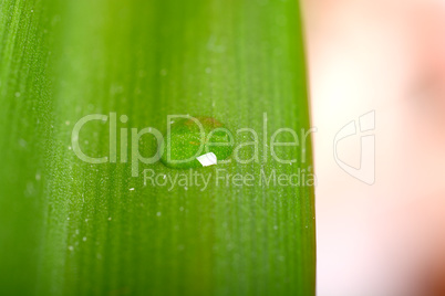 Water drops on fresh green leaf, isolated on white