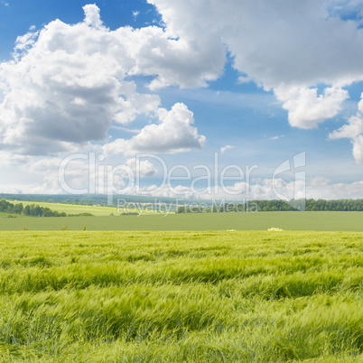 wheat field and cloudy sky